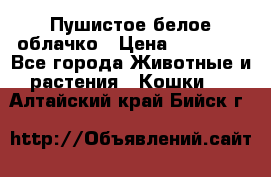 Пушистое белое облачко › Цена ­ 25 000 - Все города Животные и растения » Кошки   . Алтайский край,Бийск г.